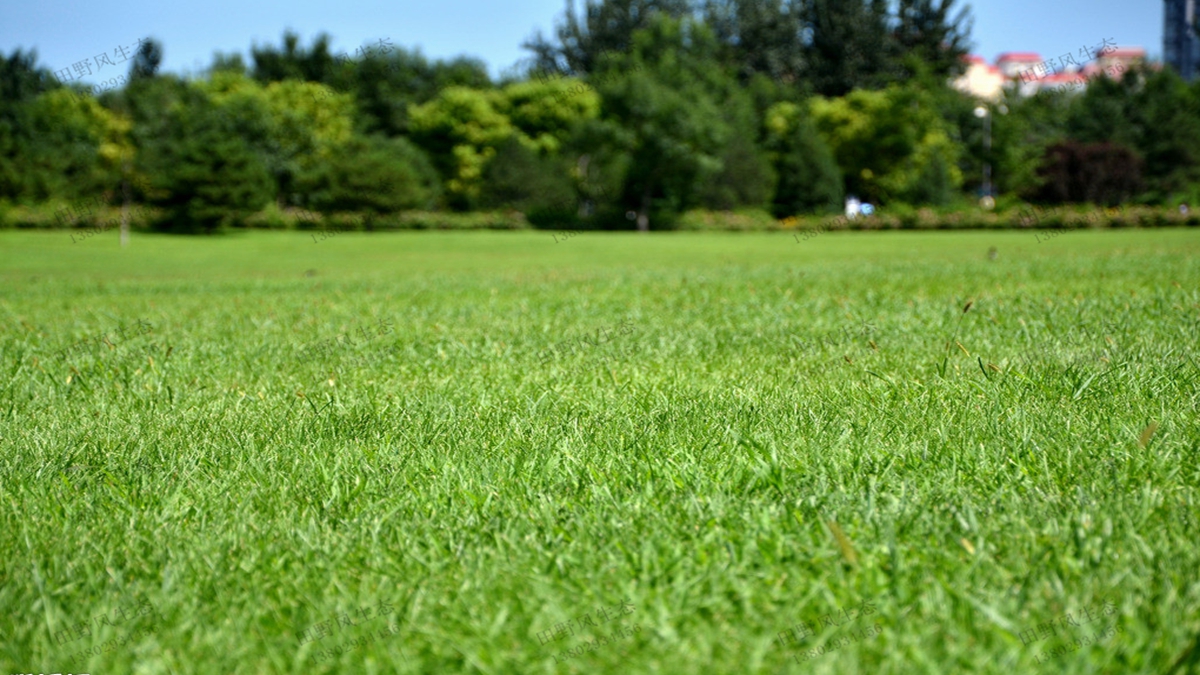 草坪種植如何選擇合適的草坪草種子？