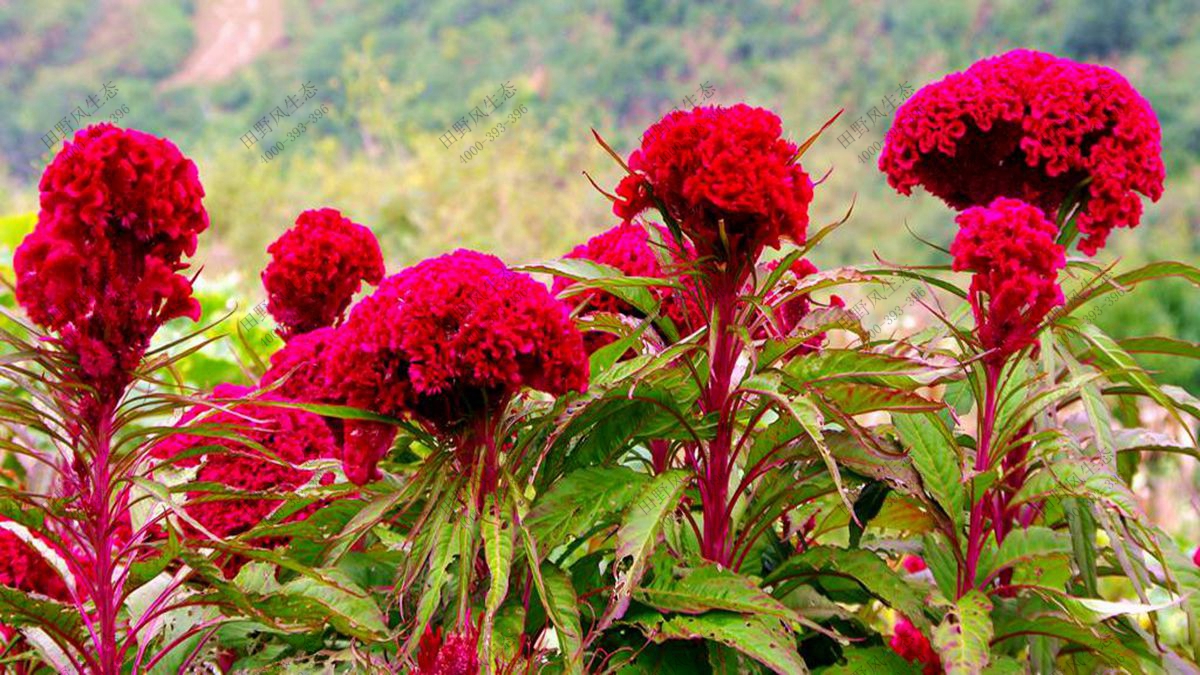 雞冠花