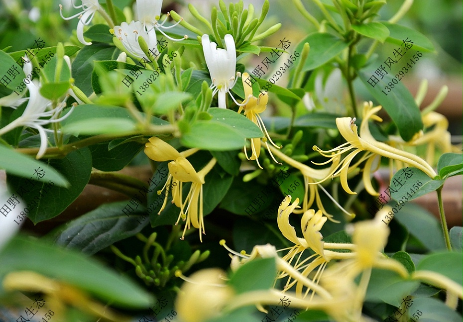 爬藤植物金銀花樹(shù)