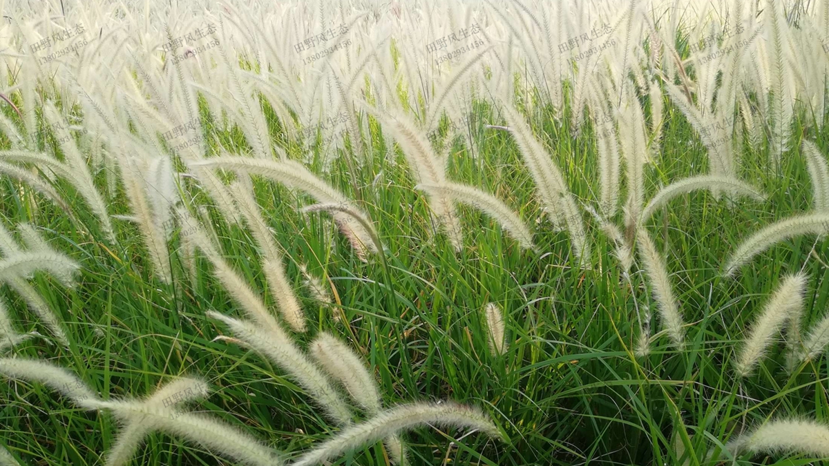 “離離原上草”，狼尾草草種草籽種植技術詳解