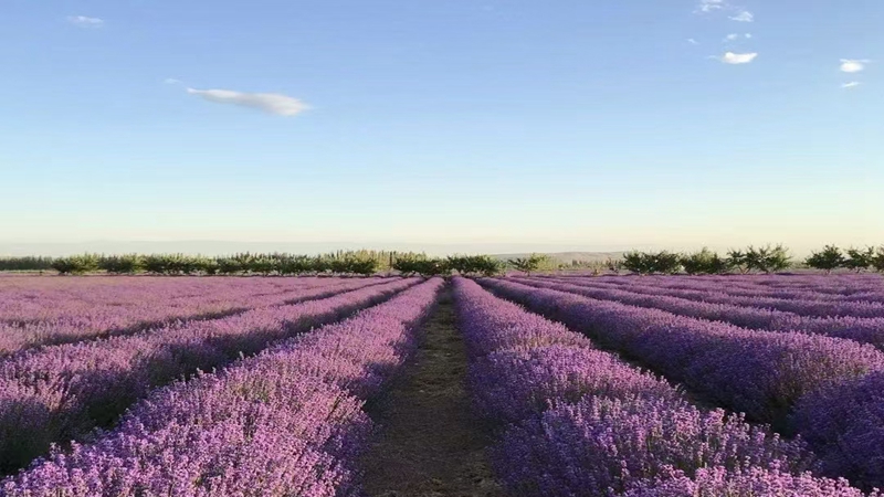 薰衣草種子