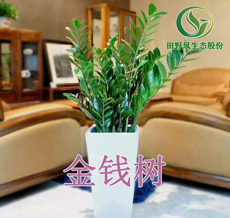 綠植租擺，植物租賃