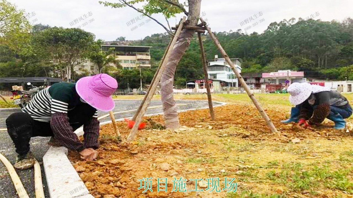 福建福州景區(qū)花海工程