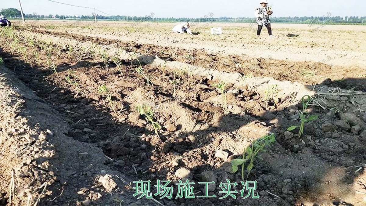 三水僑鑫生態(tài)園綜合體項目