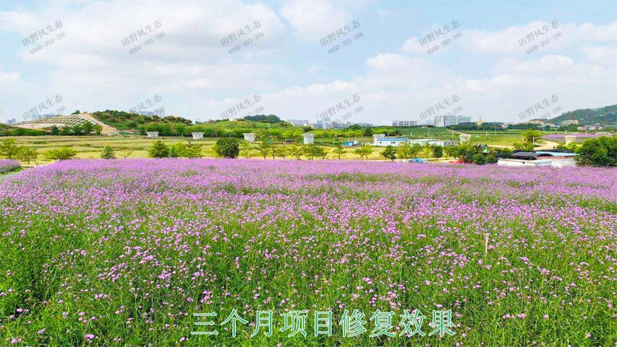 廣西北海市景區(qū)花海工程