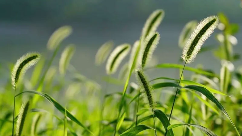 狗尾巴草