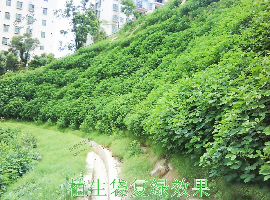 8植生袋復(fù)綠效果