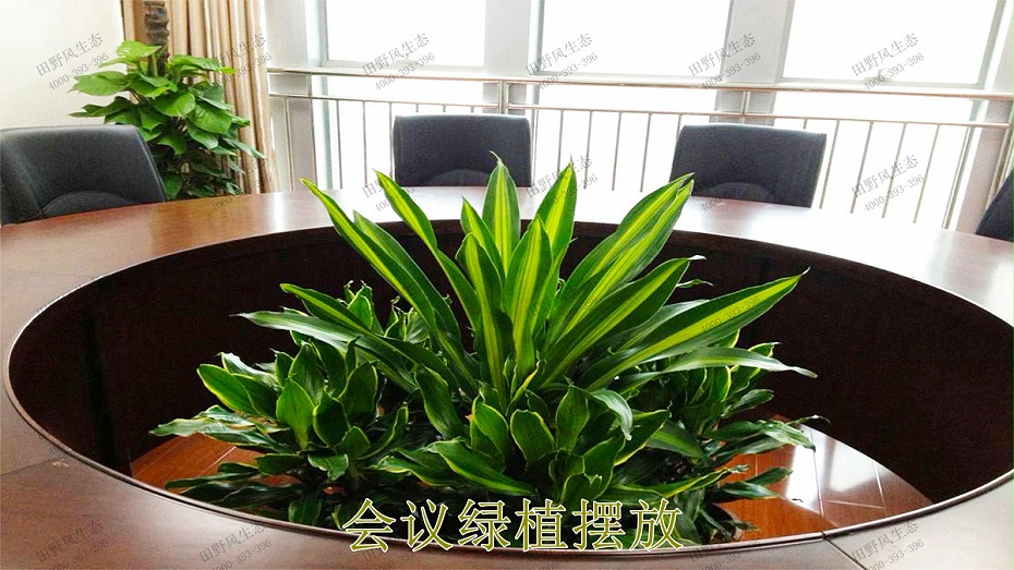 會(huì)議綠植擺放