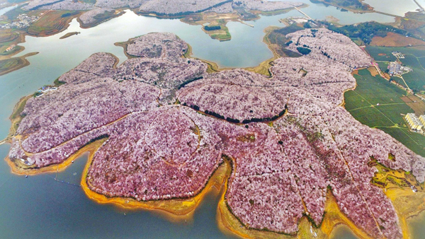 田野風(fēng)大講堂：怎么打造花海景觀？花海景觀設(shè)計需要注意什么？